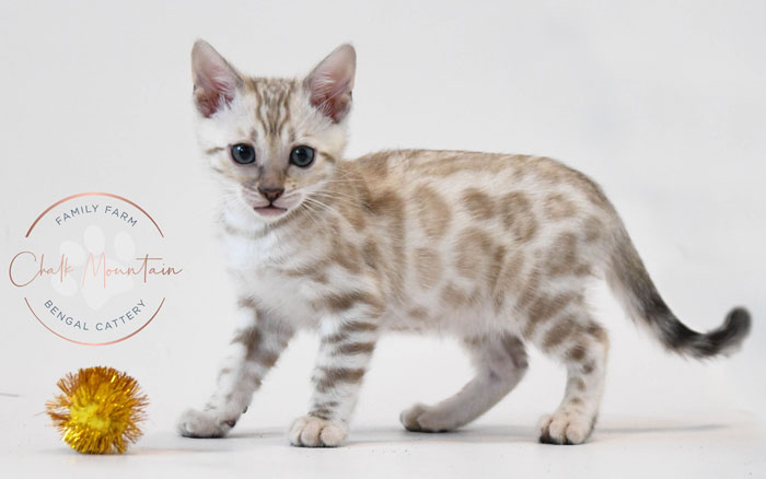 Bengal kitten for sale